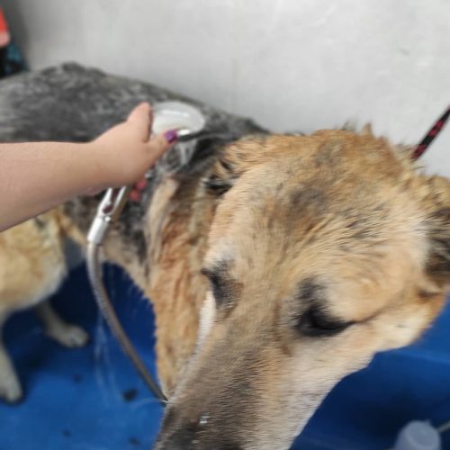 baño perros Huelva