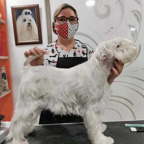 cepillado perro