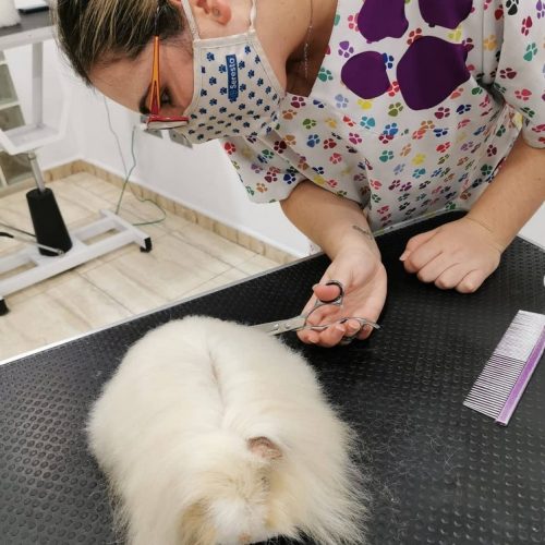 cortar pelo perro agua