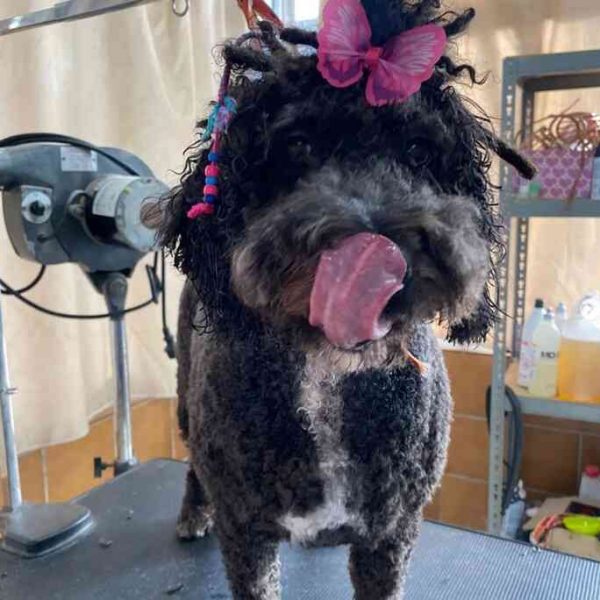 peluquería canina Huelva
