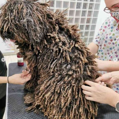 stripping perro agua